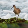 Koliha mala - Numenius phaeopus - Whimbrel o1306